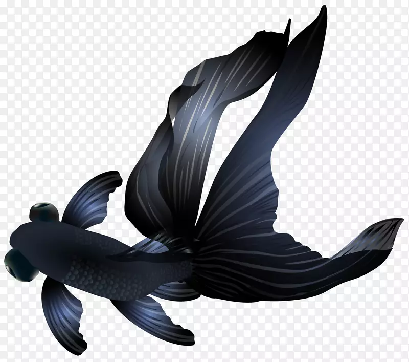 黑色望远镜天使鱼-黑色金鱼PNG透明剪贴画图像