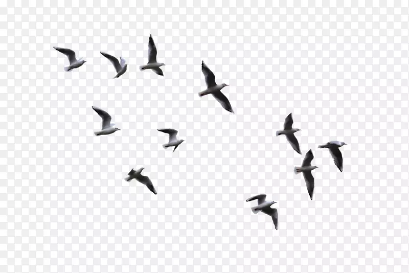鸟类剪贴画-鸥PNG