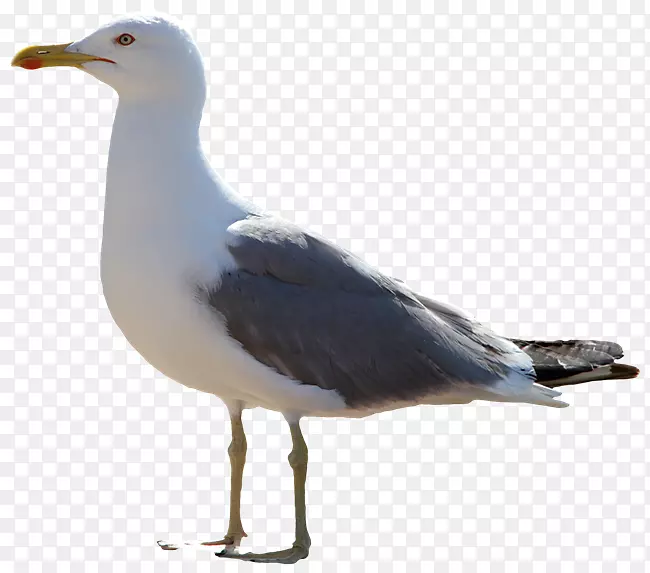 海鸥图标-海鸥PNG