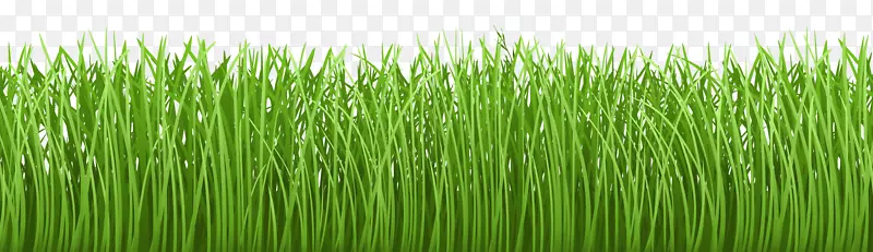 草坪地皮剪贴画-草地地面覆盖透明PNG剪贴画图像