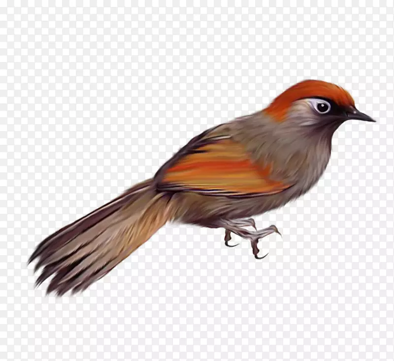 鸟类剪贴画-鸟PNG