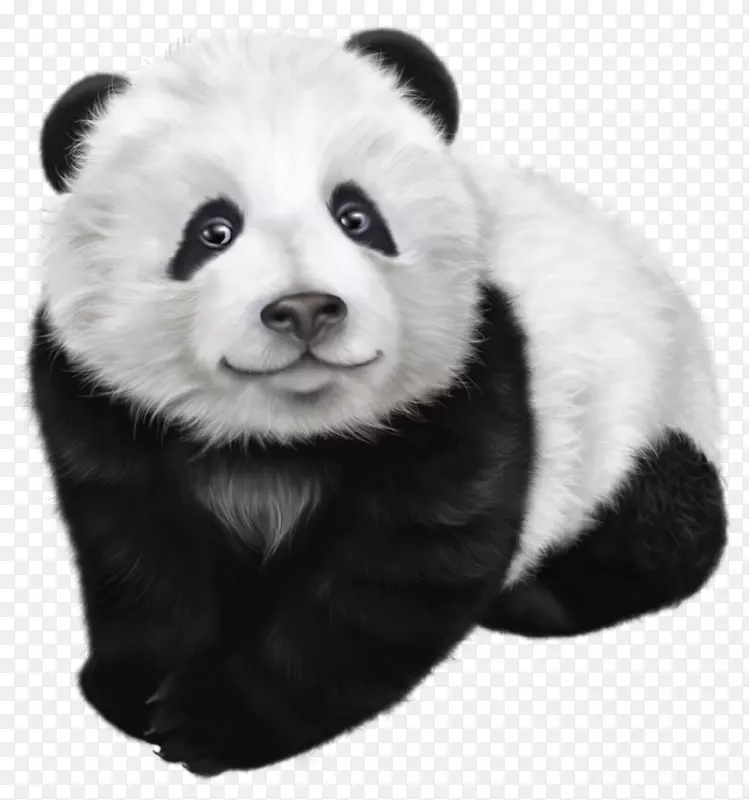 大熊猫绘画插图-熊猫透明剪贴画图像