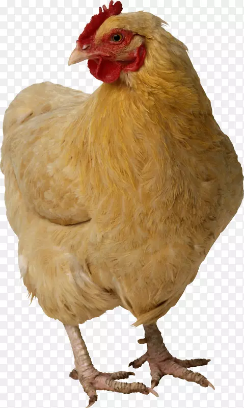 炸鸡-鸡PNG图像