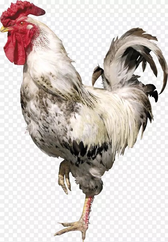 公鸡夹艺术-公鸡PNG