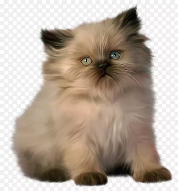 缅因州小猫小狗-可爱的小猫夹
