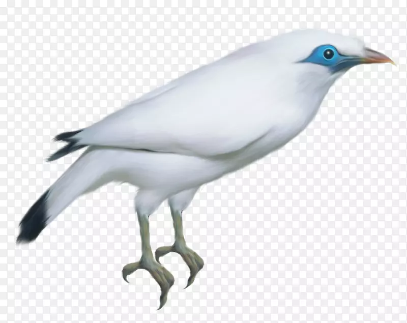 喙羽翼动物-白色鸟透明PNG剪贴画