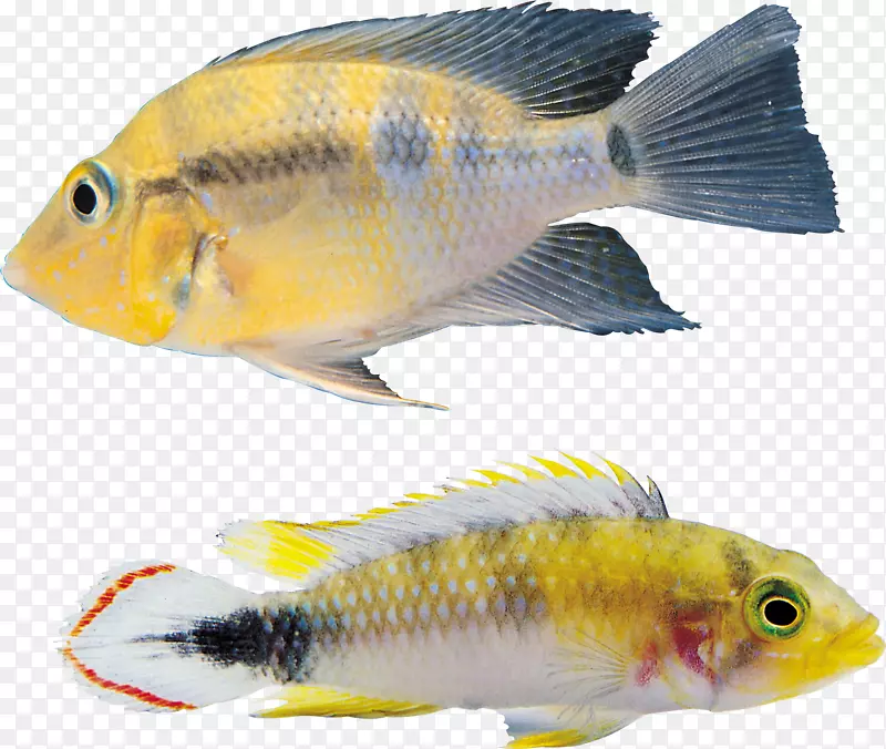 鱼类图标-鱼PNG