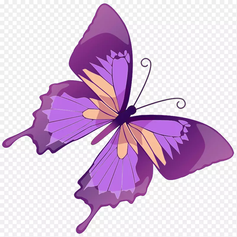 蝴蝶图解图形.透明紫色蝴蝶PNG图片