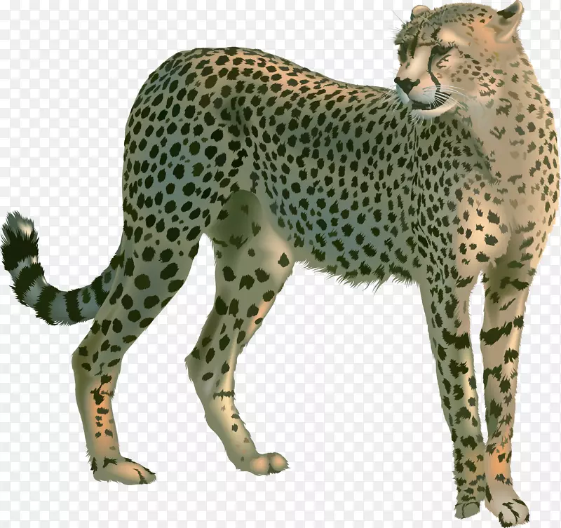 猎豹、黑豹、英语、猫、豹