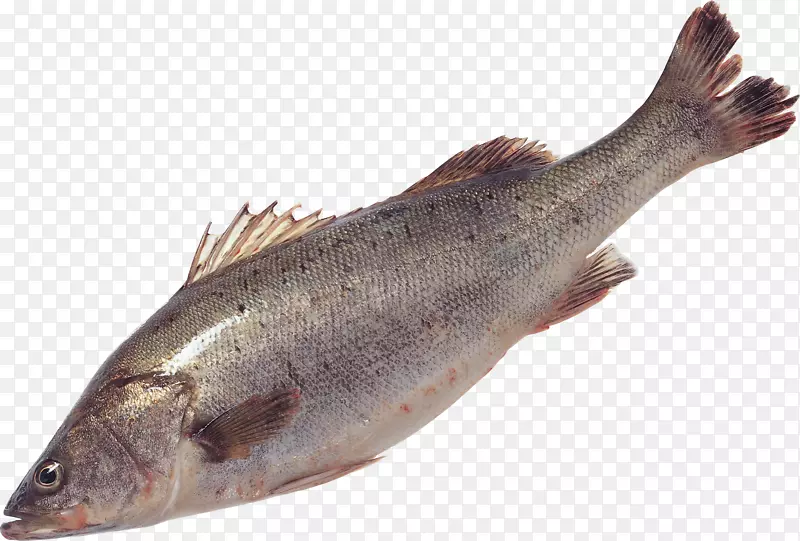 三文鱼产品沙丁鱼鳟鱼鳕鱼PNG