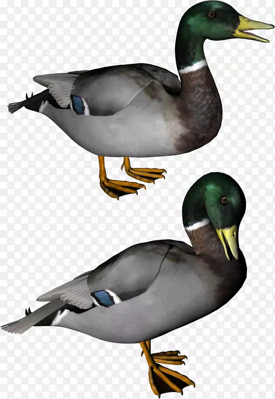 鸭夹艺术-鸭PNG图像
