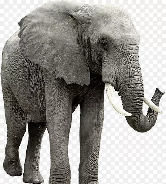 非洲象剪贴画-象PNG