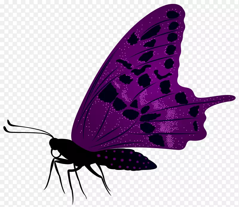 蝴蝶紫色剪贴画-大型紫色蝴蝶PNG剪贴画图片