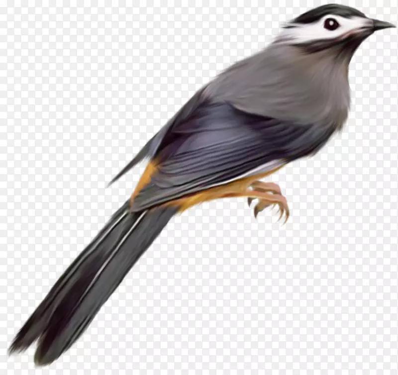 鸟类普通鸟夹艺术-鸟PNG