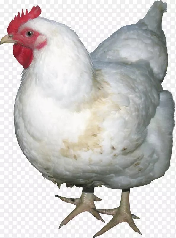 纯白家禽-鸡PNG图像