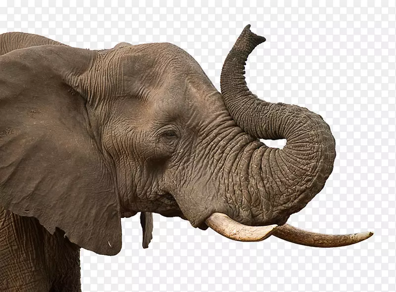 非洲象印度象PNG