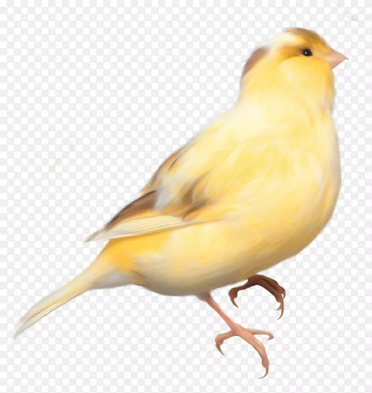 鸟巴布亚新几内亚剪贴画-黄色鸟PNG剪贴画