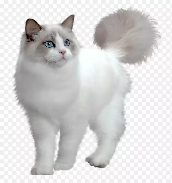 波斯猫小步舞猫缅因州小猫可爱白猫透明PNG图片