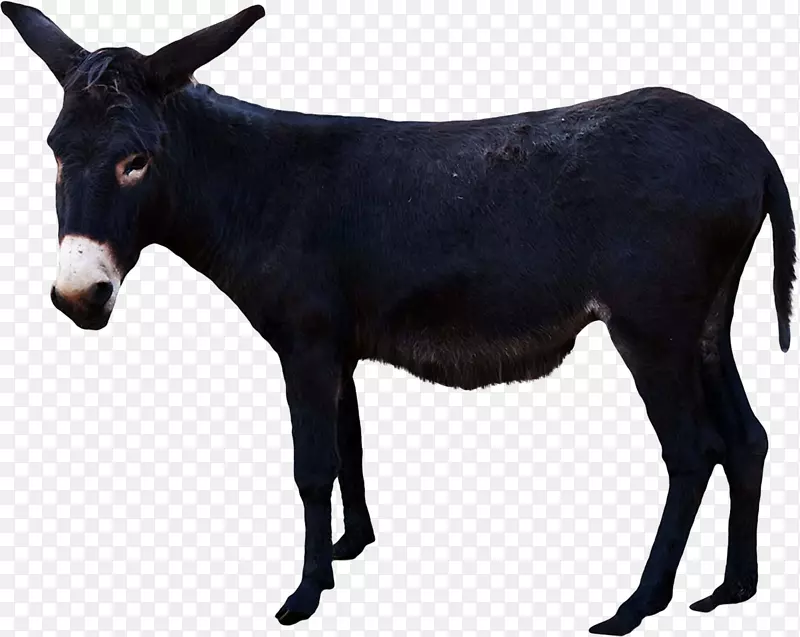 牛驴包动物鼻子-驴PNG