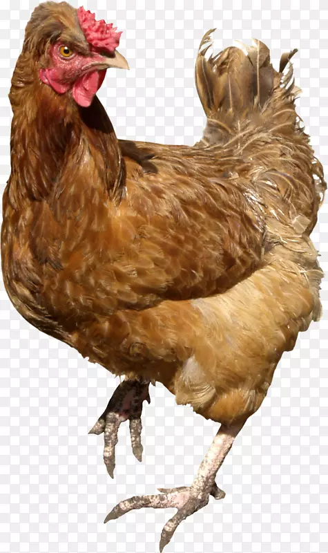 鸡咖喱鸡肉-鸡PNG形象