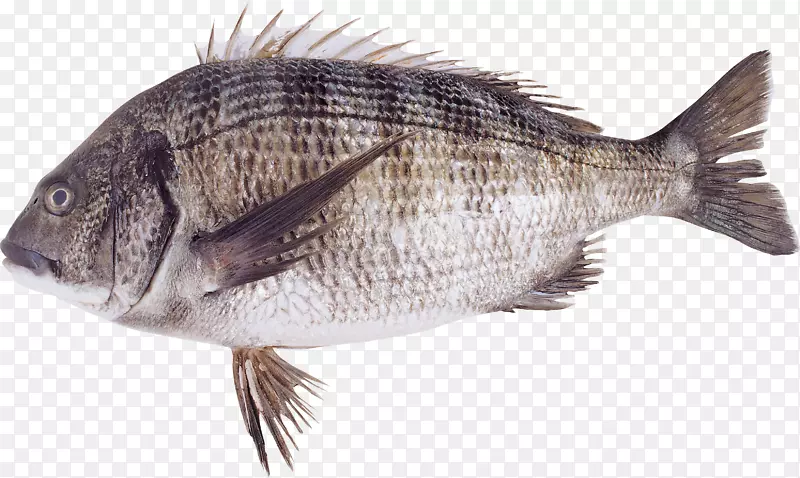FISH ICO-FISH PNG
