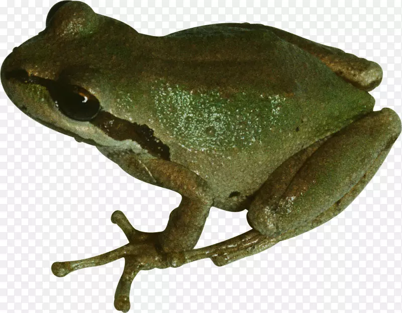 青蛙摄影剪贴画-青蛙PNG
