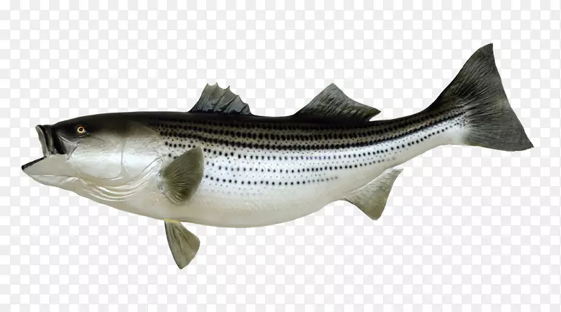捕鱼作为食物-鱼PNG