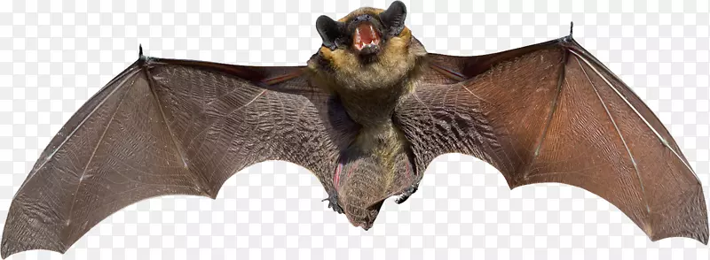 儿童飞行用蝙蝠墨西哥自由尾蝙蝠PNG