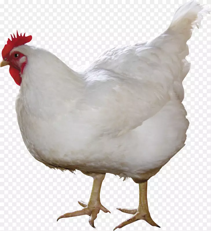 实心白鸡咖喱肉鸡-白鸡PNG图像