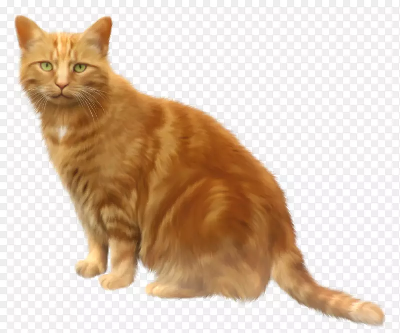 谜语android应用程序包下载游戏-橙色猫透明PNG剪贴画
