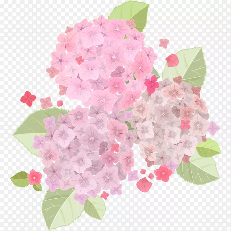 法国绣球花-鲜而美丽的淡粉色绣球花
