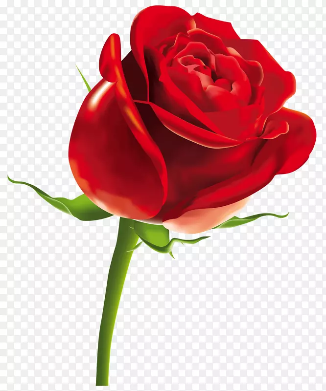 玫瑰可伸缩图形计算机文件-红色玫瑰png剪贴画