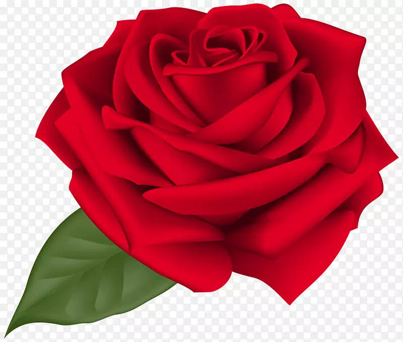 玫瑰剪贴画-玫瑰红透明PNG剪贴画图像