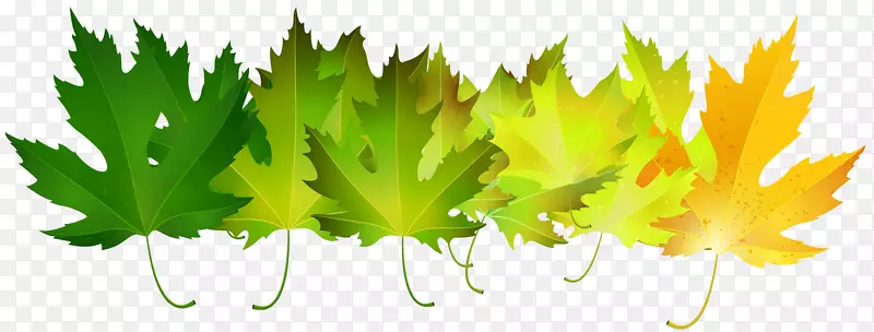 秋叶色绿色剪贴画-绿色秋叶透明剪贴画图像