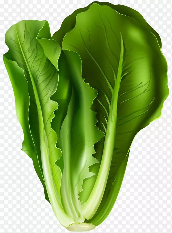 生菜三明治蔬菜剪贴画-生菜PNG剪贴画图像