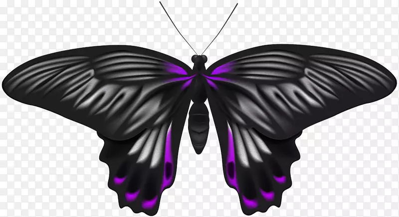 图像文件格式无损压缩-黑色紫色蝴蝶PNG剪贴画图像