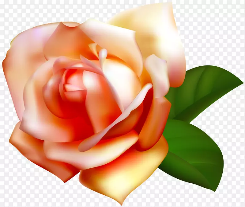 图像文件格式无损压缩-美丽的玫瑰剪贴画部分png图像