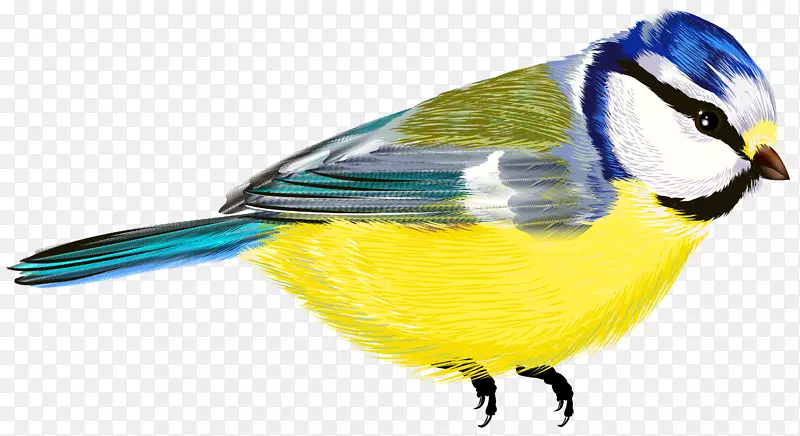 鸟类剪贴画-鸟透明PNG剪贴画