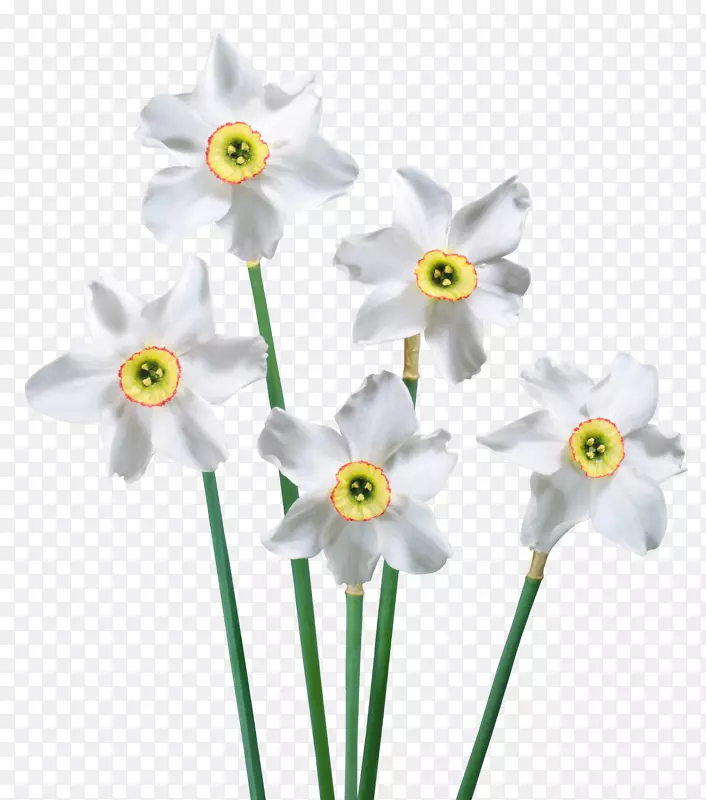 花卉剪贴画-春季白色水仙花PNG图片