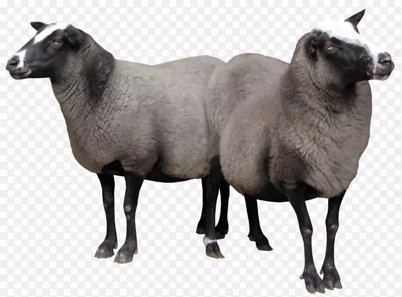 羊-羊羔图片