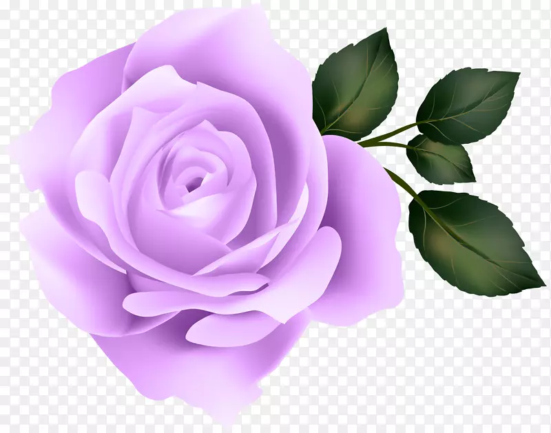 玫瑰黄色剪贴画-紫色玫瑰剪贴画图像
