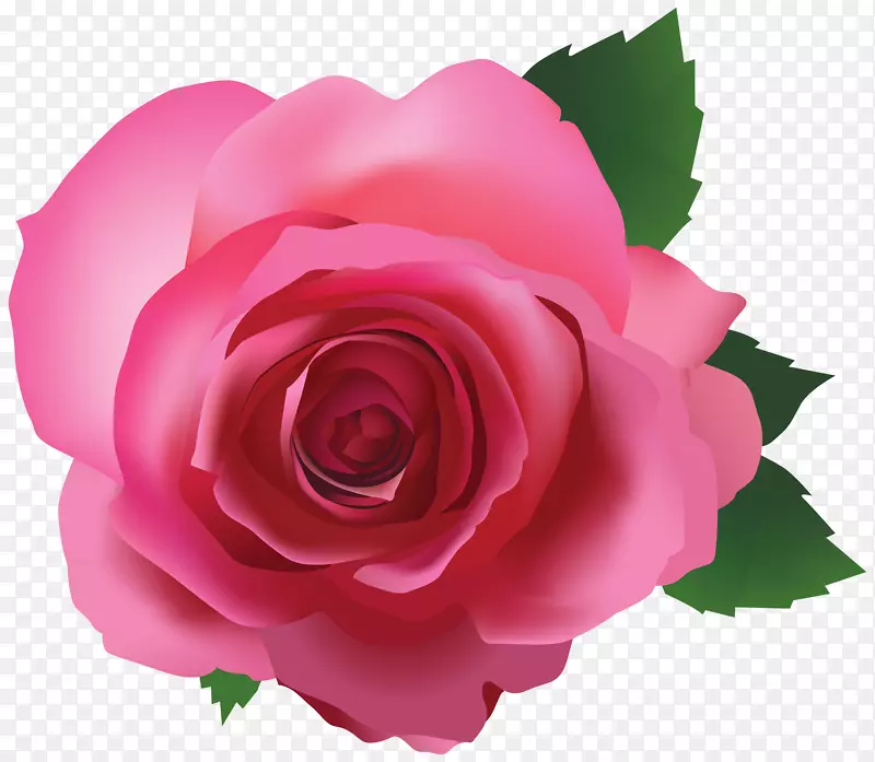 iPhone6s iphone 7 iphone 5s-粉红色玫瑰透明png图像