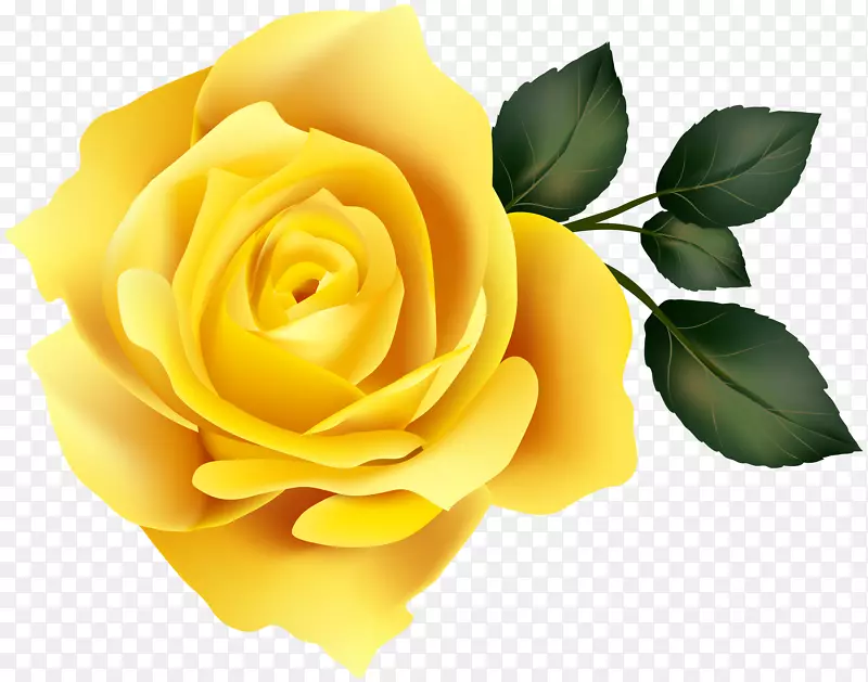 花园玫瑰黄色剪贴画-黄玫瑰剪贴画形象
