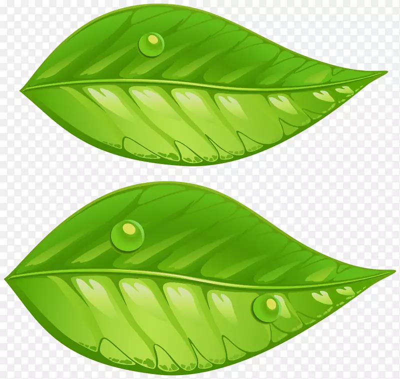 绿叶剪贴画-绿叶PNG透明剪贴画图像