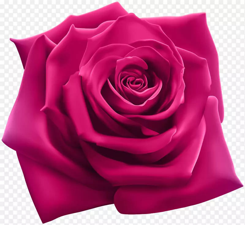 玫瑰插图摄影插图-粉红色玫瑰PNG剪贴画