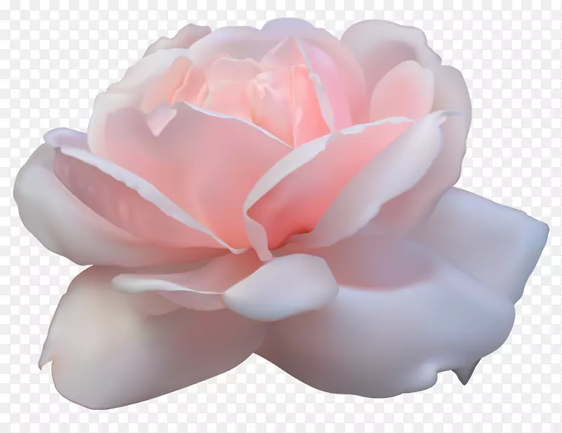 仙人掌玫瑰粉红色花朵-美丽的粉红色玫瑰PNG图像