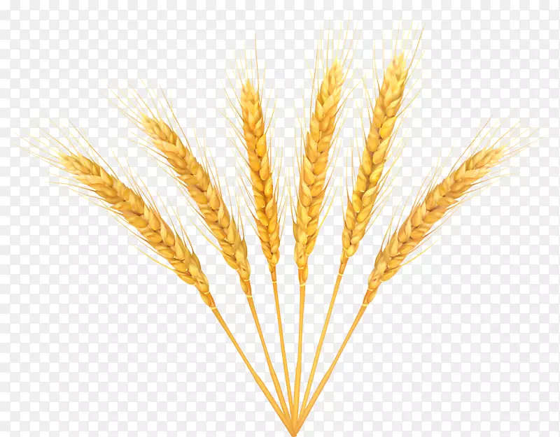 小麦剪贴画-小麦装饰-PNG剪贴画图像
