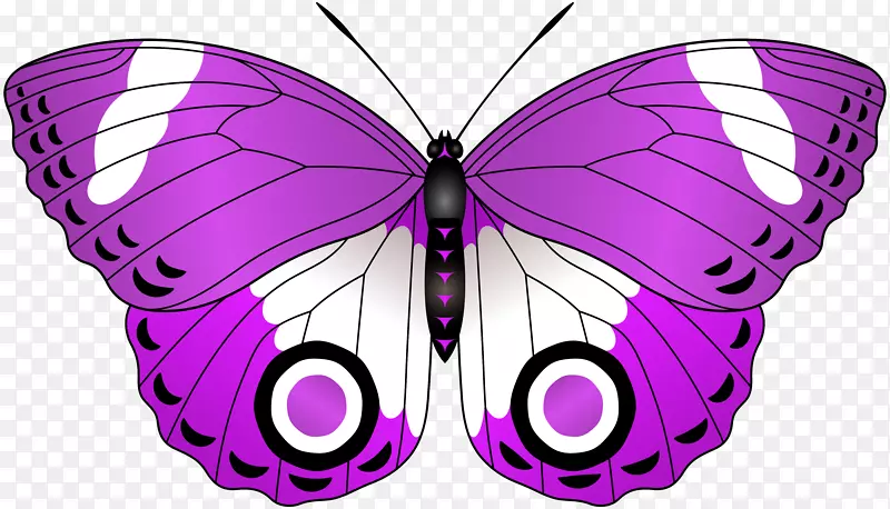 USCGC紫丁香阿诺德植物园普通丁香火罗切斯特丁香节-紫色蝴蝶透明剪贴画图像