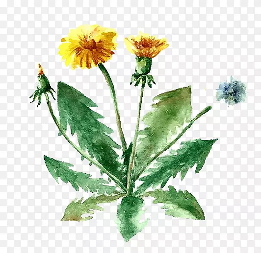 药用植物插图.水彩花
