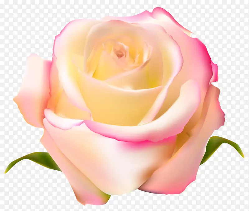 花园玫瑰沙滩玫瑰蜈蚣玫瑰-玫瑰透明PNG剪贴画图像
